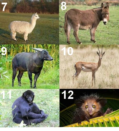 Addax - Un animal sauvage en A menacé Animal en A - L'addax, antilope du désert commençant par la lettre A