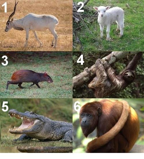 Agneau - Un animal en A populaire Animal en A - L'agneau, un mammifère domestique commençant par A