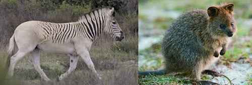 une espèce peu connu d'animal en u