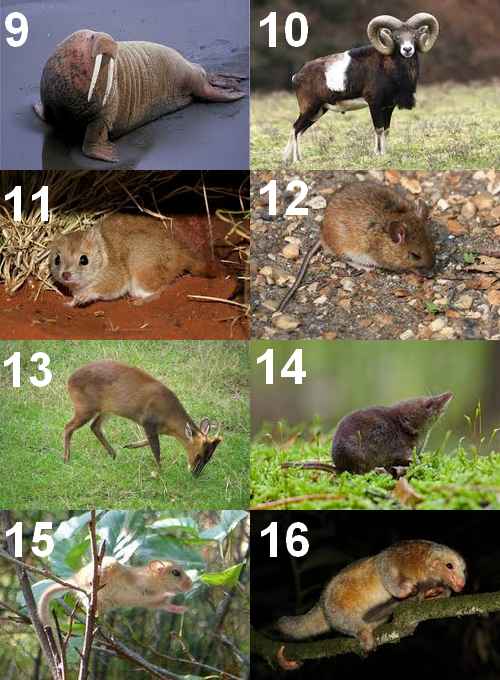 animaux en m, morse, mouflon,mulgara,mulot,muntjac,musaraigne,muscardin,myrmidon