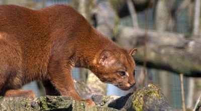 Liste des animaux commencent avec la lettre J