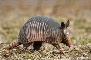 Nine-banded armadillo